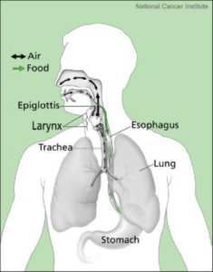 for dysphagia awareness month, we need to understand how we swallow. The ball or bolus crosses the same pathways used for breathing and speaking
