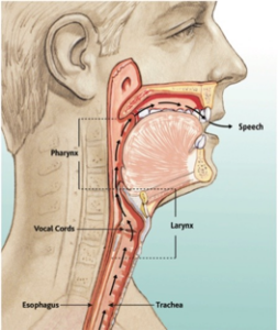 dysphagia awareness month and key head and neck image to understand the anatomy of swallowing