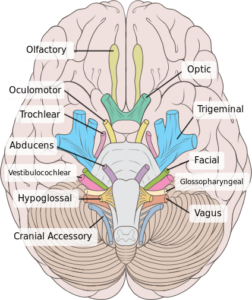 See the cranial nerves potentially involved in neurogenic dysphagia, such as the Trigeminal, Facial, Glossopharyngeal, Vagus, and Hypoglossal.