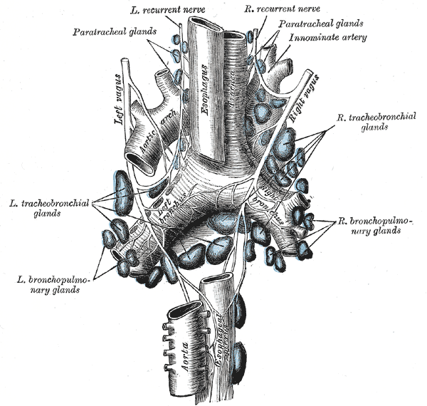 The vagus nerve (recurrent laryngeal nerve) on the left wanders around the aorta before innervating vocal cord on left