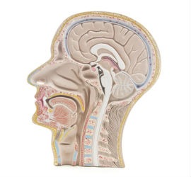 lateral view of head to show oral and pharyngeal phases of swallowing