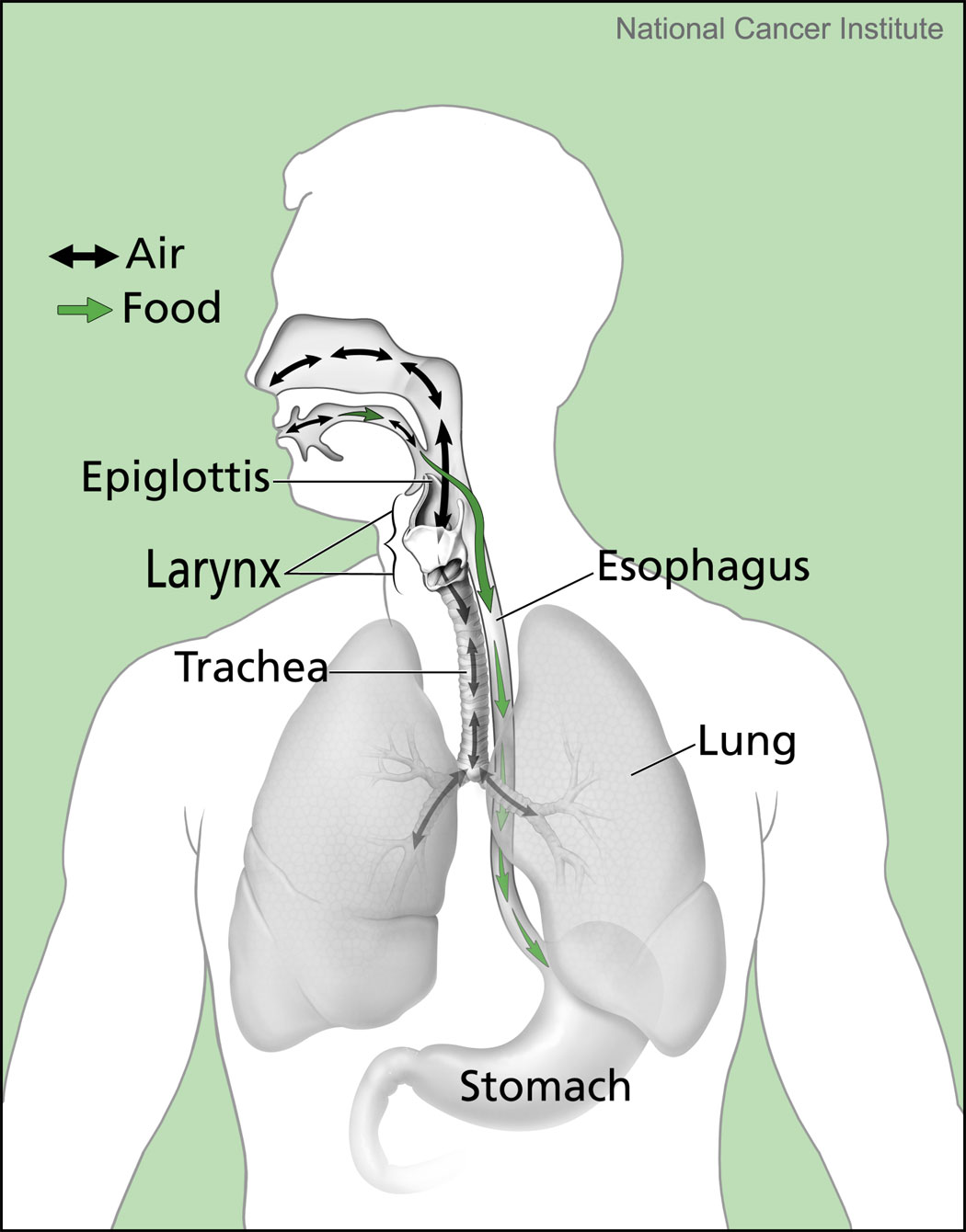 this diagram shows how the passages for air and food/liquid cross, increasing patient safety risks.