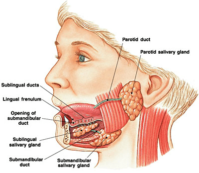 SPIT! Fun Facts about Saliva Production! - Premier Dental