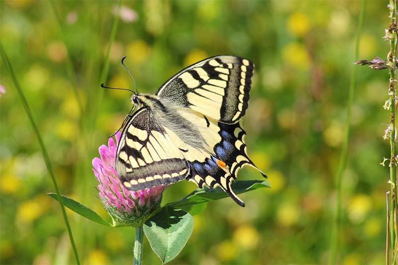 Picture of a real swallowtail butterfly